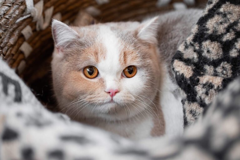 BKH lilac tortie harlekin