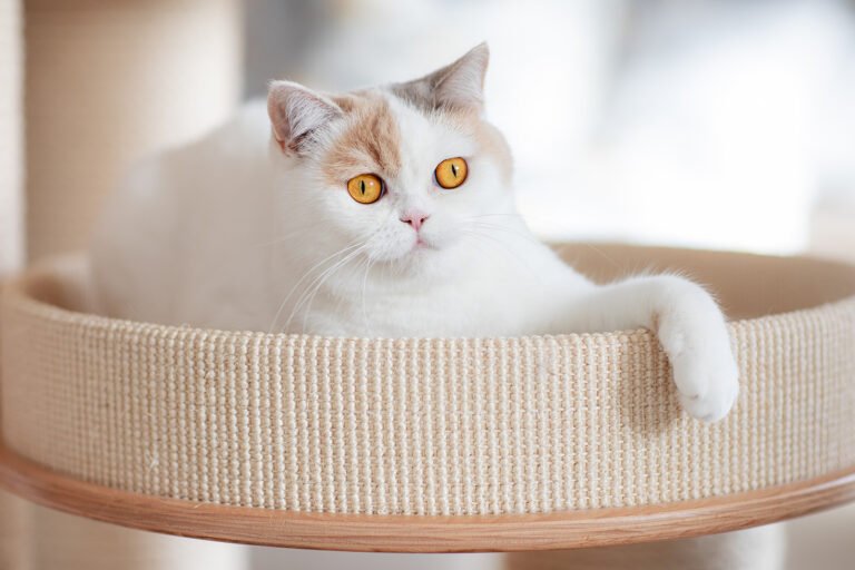 BKH kitten