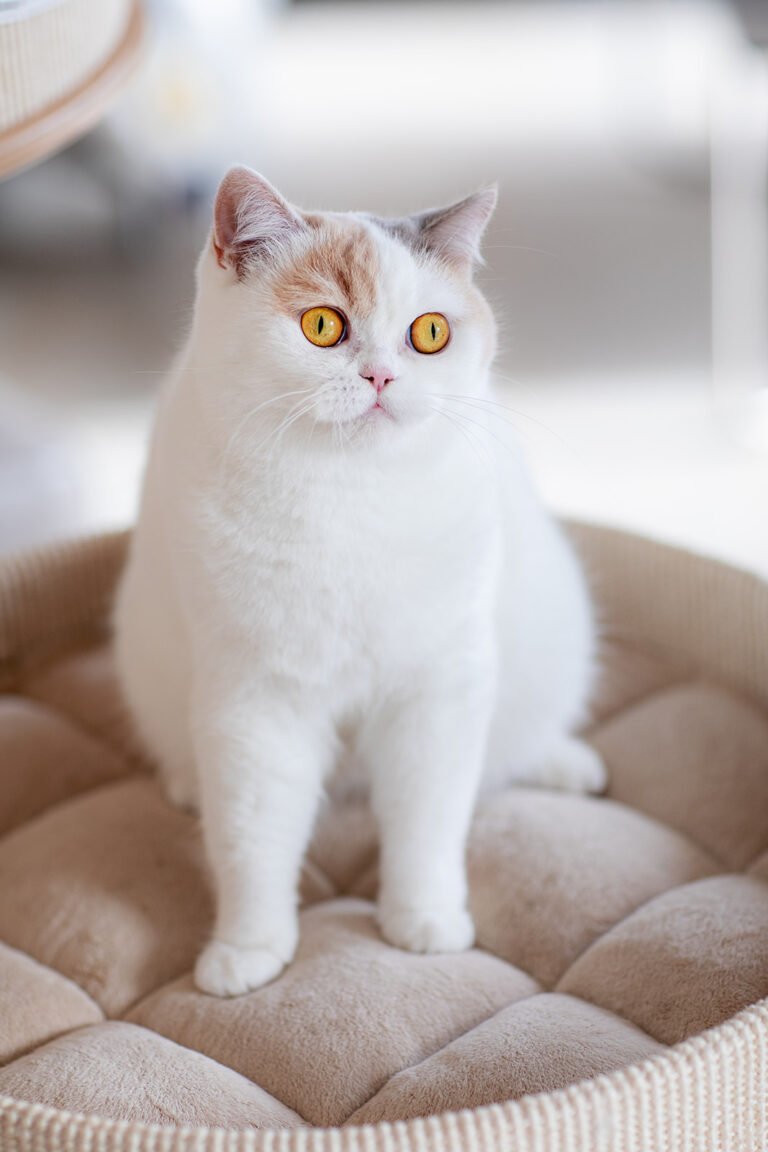 BKH Züchter tortie