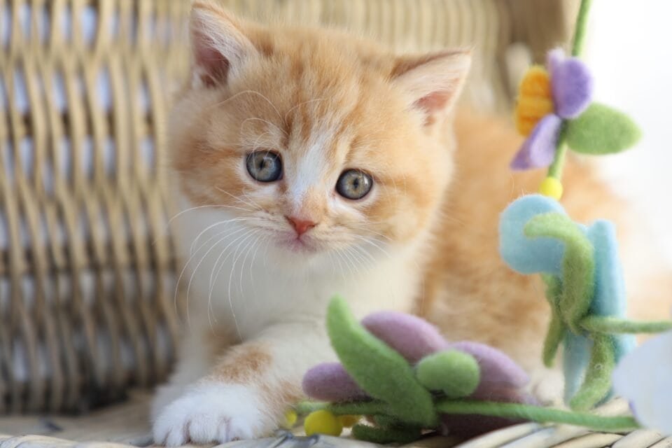 BKH NRW kitten Babys