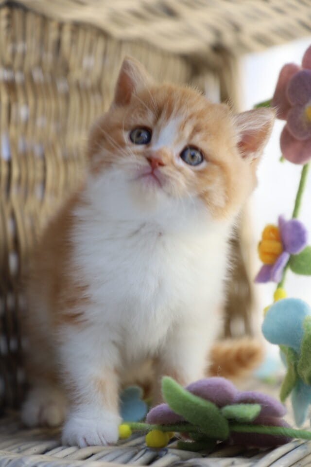 BKH red kitten Kater