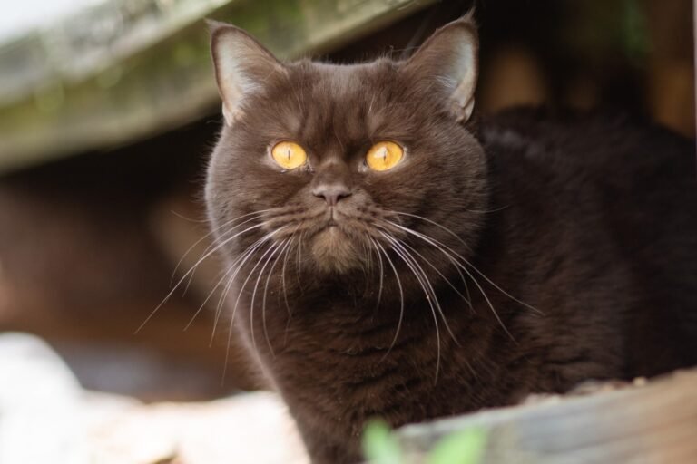 BKH Katze - NRW