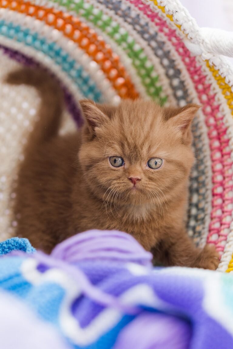 Kitten beim BKH Züchter in NRW