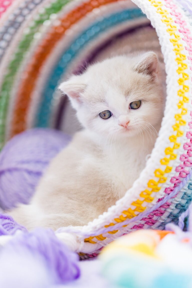 BKH Kitten NRW Katze fawn