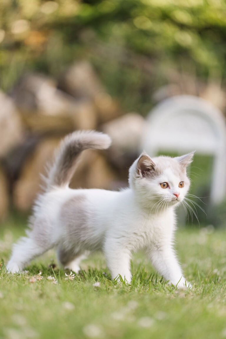 fawn harlekin Katze BKH