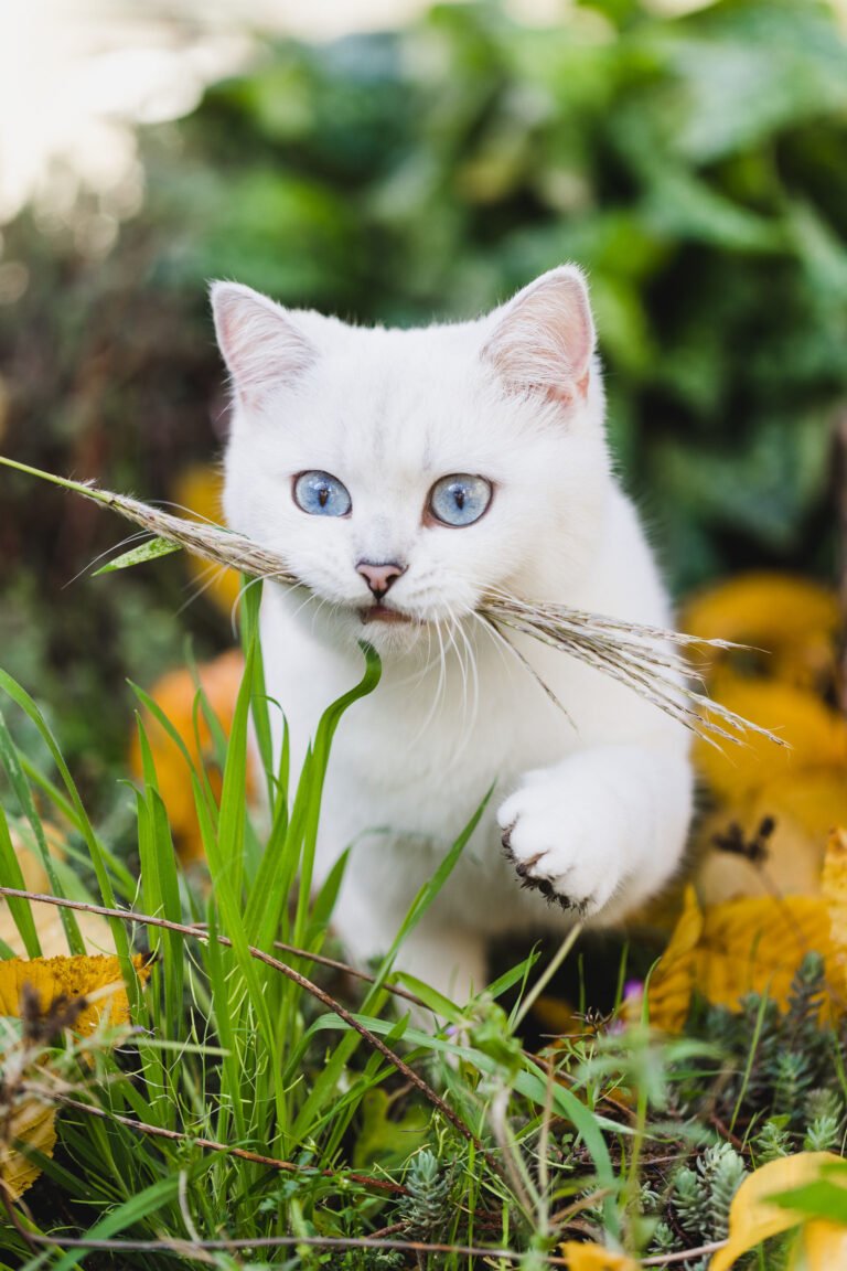 BKH silver point nrw